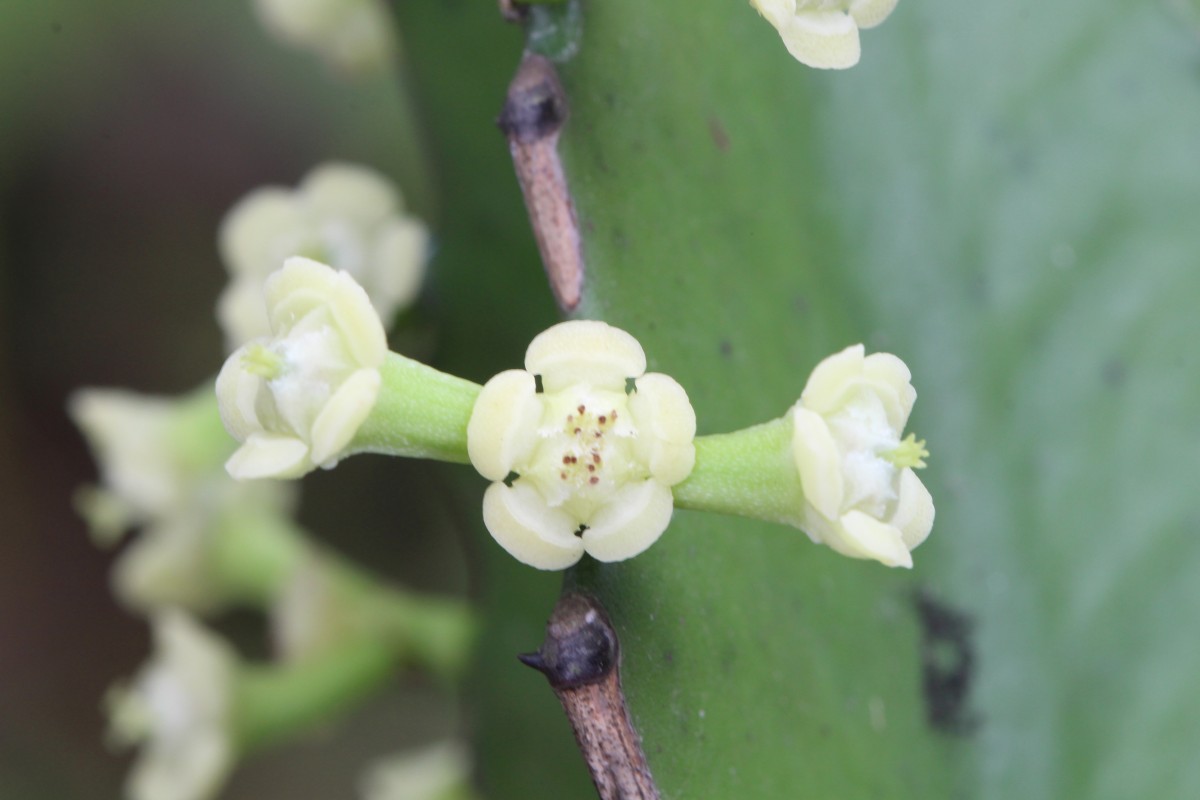 Euphorbia antiquorum L.